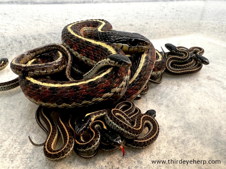 Coast Garter Snakes